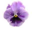 Founders' Day Pansy Sponsor Ticket